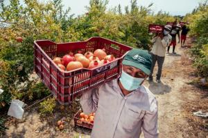 Cooperativa pisqueña reconvierte sus cultivos de algodón por granada y genera mayor rentabilidad