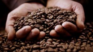 Cooperativa Yuraq Yaku exporta 4 toneladas de café de especialidad a Estados Unidos