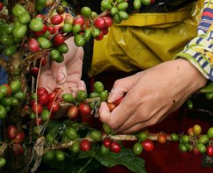 COSECHA CAFETERA COLOMBIANA CRECE POR PROGRAMAS DE RENOVACIÓN
