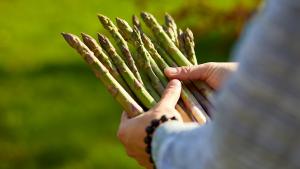 Crecen despachos de espárragos peruanos: ¿quiénes son los principales exportadores e importadores?