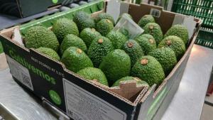 Cultivemos apunta a extender su temporada y fortalecer presencia en Asia