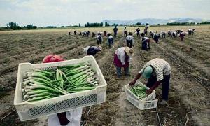 CULTIVOS DE ESPARRAGOS AUMENTARON 58.8 HECTÁREAS DEL 2011 AL 2013