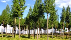 Definen estrategia para el desarrollo forestal en los próximos cinco años