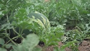 Desarrollan fertilizante a base cactus y residuos de caña que mejora cultivos en sequía