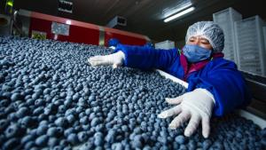 Despachos de arándano peruano a Estados Unidos crecen 3% en la campaña 2025-2026