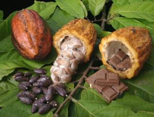 DÍA DEL CACAO CONGREGARÁ A 50 ASOCIACIONES DE PRODUCTORES EN LIMA