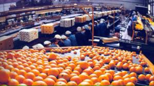 Diez cultivos peruanos listos para exportar