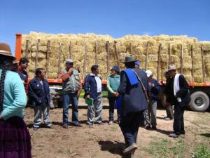 DISTRIBUYEN 70,346 KILOS DE PACAS DE AVENA FORRAJERA