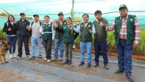 DRA Junín producirá 100 mil plantones de pino radiata en Junín