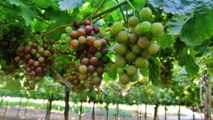 Ecuador solicita suspender la emisión de certificados fitosanitarios de importación de uva peruana