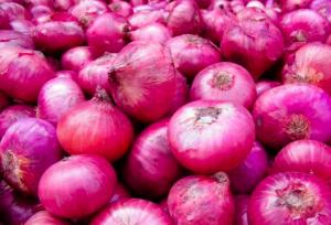 EE.UU., España y Colombia fueron los principales mercados de la cebolla peruana en 2023