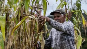 El 34.4% de los productores agropecuarios en Perú se concentran en el rango de edad de entre 50 y 64 años