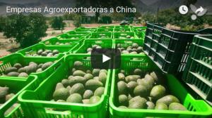“El 38% de las empresas agrícolas peruanas que exportan a china dejan de hacerlo al año siguiente”