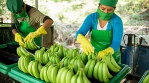 El 95% del banano exportado por Perú en 2024 fue en fresco