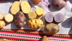 El Centro internacional de la Papa implementa en Perú estrategia para difundir papas fortificadas en regiones afectadas por la anemia