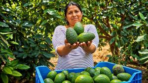 “El impacto social de la palta Hass en Perú no se replica en ningún otro fruto de exportación”