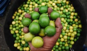 El limón mantendría sus precios altos hasta inicio de nueva campaña a mediados de octubre