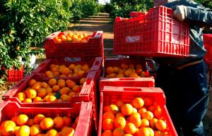 El miedo al HLB en Europa pone la mira en los cítricos del Mercosur