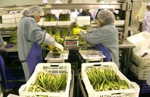 El trabajador formal agrícola gana en promedio S/ 1,686