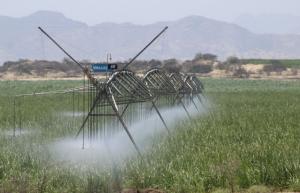 Empresas agroindustriales invirtieron más de US$ 750 millones en Olmos