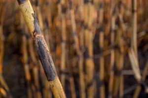 Empresas cañicultoras cuentan con planes de adecuación medioambiental donde se comprometen a dejar de quemar caña progresivamente