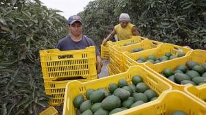 EN 50.29% CRECIERON ENVÍOS DEL SECTOR NO TRADICIONAL EN LAMBAYEQUE