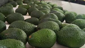 En Chile apuntan a la minería informal peruana como factor en la contaminación de cadmio en la palta