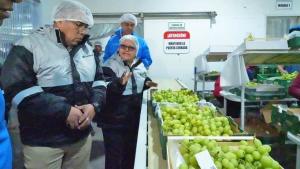 En la campaña 2024-2025, Ica exportó más de 328 mil toneladas de uva