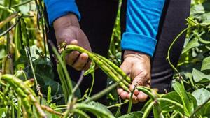 “En todos los pisos ecológicos de Perú se cultivan leguminosas”