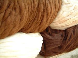 ENVÍOS DE FIBRA DE ALPACA SUMARON US$ 149 MILLONES DE ENERO A NOVIEMBRE DE 2015