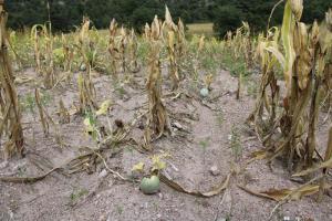 Escasez de agua y seguridad alimentaria