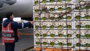 Espárragos frescos concentraron el 35.49% del volumen total de las exportaciones áreas de Perú entre enero y noviembre del año pasado