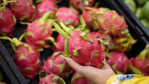 Establecen buenas prácticas agrícolas para mejorar la calidad de la pitahaya peruana