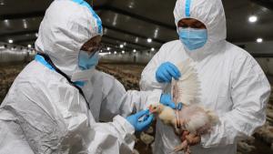 Establecen medidas preventivas temporales frente a brote de influenza aviar en Lima