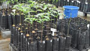 Establecen requisitos fitosanitarios a la importación de plantas de palta de Chile