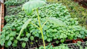 Establecen requisitos fitosanitarios obligatorio para la importación de material de propagación de kiri de Argentina