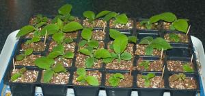 ESTABLECEN REQUISITOS FITOSANITARIOS PARA IMPORTACIÓN DE PLANTAS DE KIWI