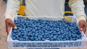 Éstas son las 10 principales exportadoras de arándano hasta la semana 42 de la actual campaña