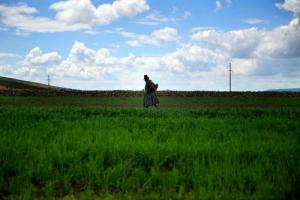 Este año se sembrarían 50 mil hectáreas de pastos en 21 regiones