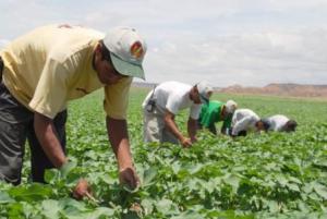 EXISTE DESGRAVACIÓN CONTINUA EN LAS EXPORTACIONES A BRASIL