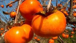 Existen alrededor de 300 a 400 hectáreas de caqui en Perú, ubicadas en Huaral