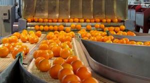 Expectativa por exportación de citricos peruanos aumentó y alcanzaría las 205 mil toneladas
