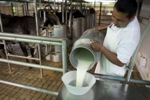Expoperuláctea 2019 reunirá a toda la cadena  del sector lechero