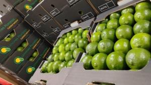 Exportación de limón Tahití supera los US$ 38 millones hasta julio
