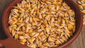 Exportación de maíz chullpi sumaron US$ 2 millones en primer trimestre del año