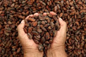 EXPORTACIONES  DE CACAO DE COOPERATIVA ORO VERDE CRECERÍAN 500% 