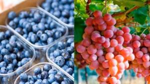 Exportaciones agroindustriales crecieron 3.7% en el primer cuatrimestre del 2024