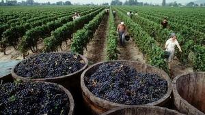 Exportaciones agroindustriales de la región Ica sumaron US$ 1.956 millones entre enero y noviembre de 2024