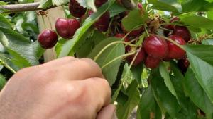 Exportaciones chilenas de cerezas crecieron 50% en volumen en la campaña 2024/2025