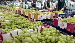 Exportaciones chilenas de uva enfrentan un duro golpe tras fallo en EE. UU.